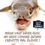Mieux vaut diner avec un gros congre q'une crevette mal élevée