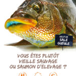 Vous êtes plutôt vieille sauvage ou saumon d'élevage ?